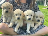 Des Amours de Lau