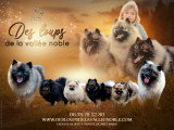 Des loups de la vallée noble