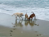 Le quart d'heure canin