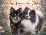 L’Amour des Chichis