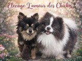 L’Amour des Chichis