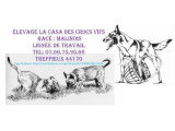 La casa des crocs vifs