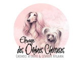 Des Ombres Chinoises