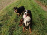 Simplement chien 