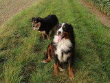 Simplement chien 