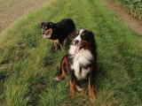 Simplement chien 