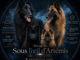 Sous l'Oeil d'Artémis