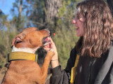 Kind Dog Training