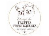 Des Truffes Prestigieuses