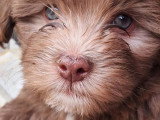 Les Bichons de Beauvoir