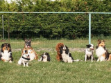 Education et Sport Canin (ESC) de l'Union des Jeunes Bragards (UJB)