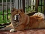 Ceppo Rosso