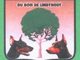 Du Bois de Lindthout