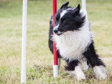 Club Agility Cugnalais