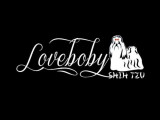 Loveboby Shih tzu