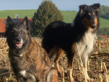 I-dog