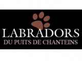Les Labradors du Puits de Chanteins