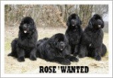 Rose' wanted
