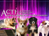 Amicale Canine Terres Froides (ACTF)