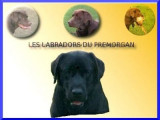 Les Labradors du Premorgan