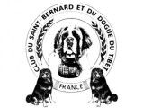 Club Français du Saint Bernard et du Dogue du Tibet