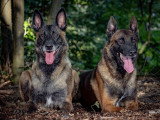 Les Amis du Chien