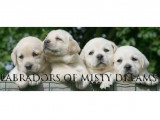 Labradors of Misty Dreams