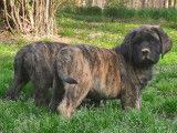 Sylvan Mastiffs
