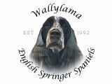 Wallylama