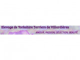Elevage de Yorkshire Terrier de Villardières