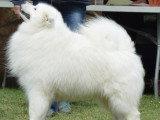 Artic Cobaka