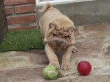 Shar-Peis de Schoelcher
