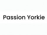 Passion Yorkie