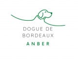 Dogue de Bordeaux Anber