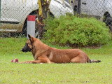 Association Canine Territoriale de Guyane