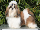 Mandarin garden's Shih Tzu kennel