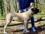 Whititera Mastiffs