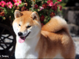 Shiba Inu From Hillock Snowy Belgique