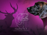 Hazba