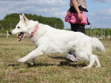 Education et Sport Canin Saint-Brissonnais