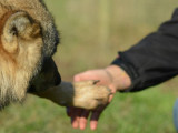 Côté Chiens