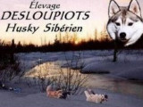 Husky sibérien Desloupiots
