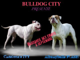 Bulldog city