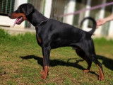 Lances Dobermanns