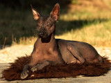 Chien Noble