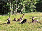 Amicale Canine d'Aubenas