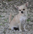 Chihuahuas du lac du Tolerme