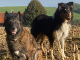 I-dog