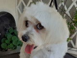 Allo Service Chien