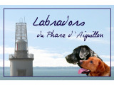 Labradors du phare d'Aiguillon